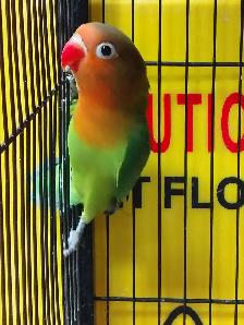 baby Fisher lovebird - Photo 2