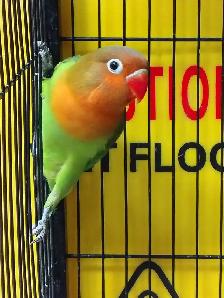 baby Fisher lovebird - Photo 3