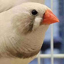 white black cheek zebra finches