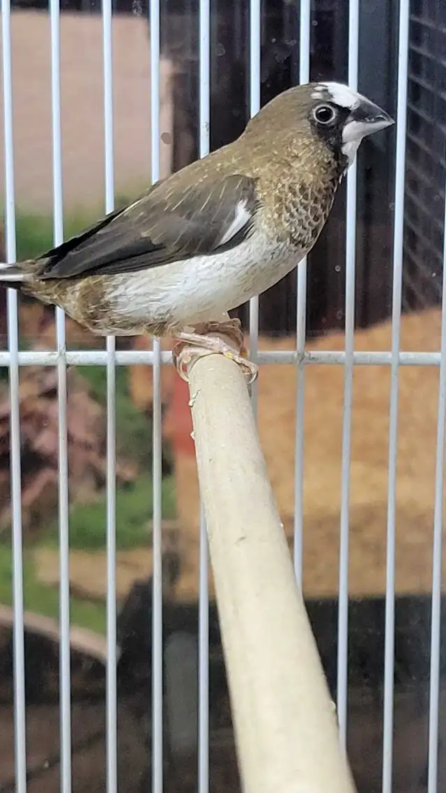 society finches - Photo 3