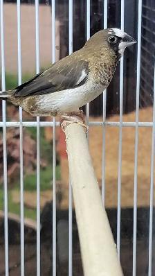 society finches - Photo 3