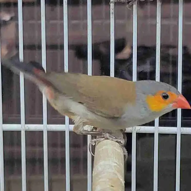 orange cheek wax Bill finches