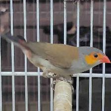 orange cheek wax Bill finches