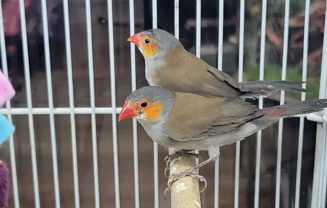 orange cheek wax Bill finches - Photo 2
