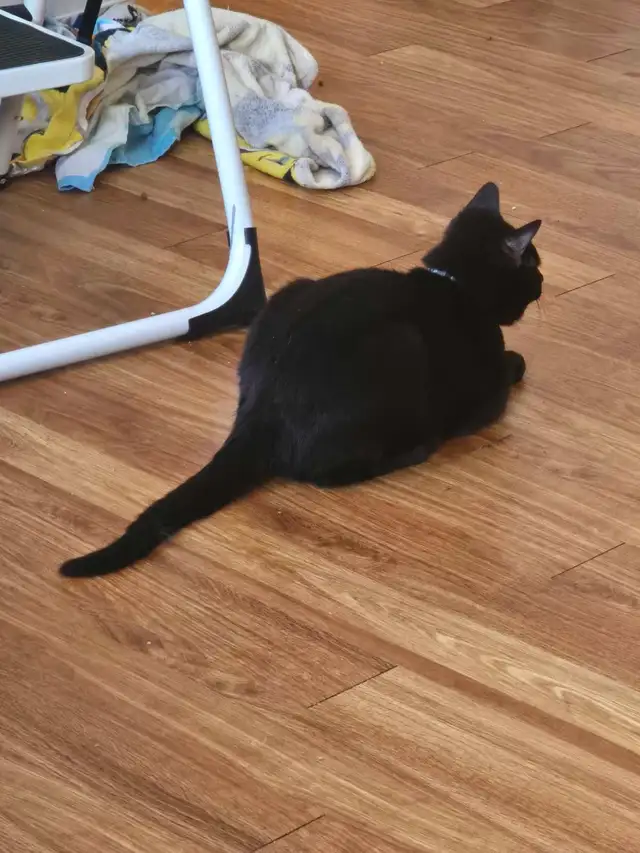 free male kitten - Photo 2