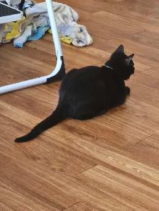 free male kitten - Photo 2