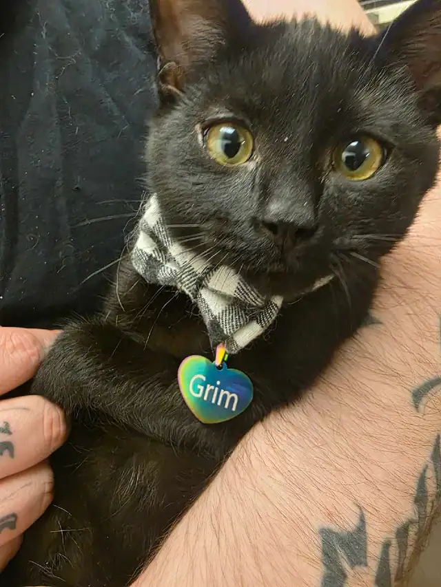 free male kitten - Photo 3