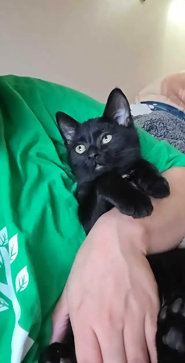 free male kitten - Photo 4