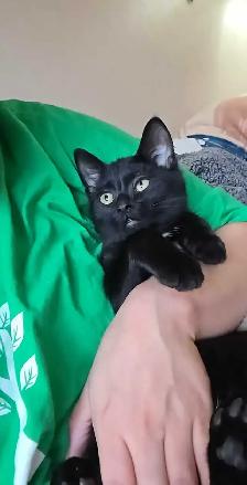 free male kitten - Photo 4