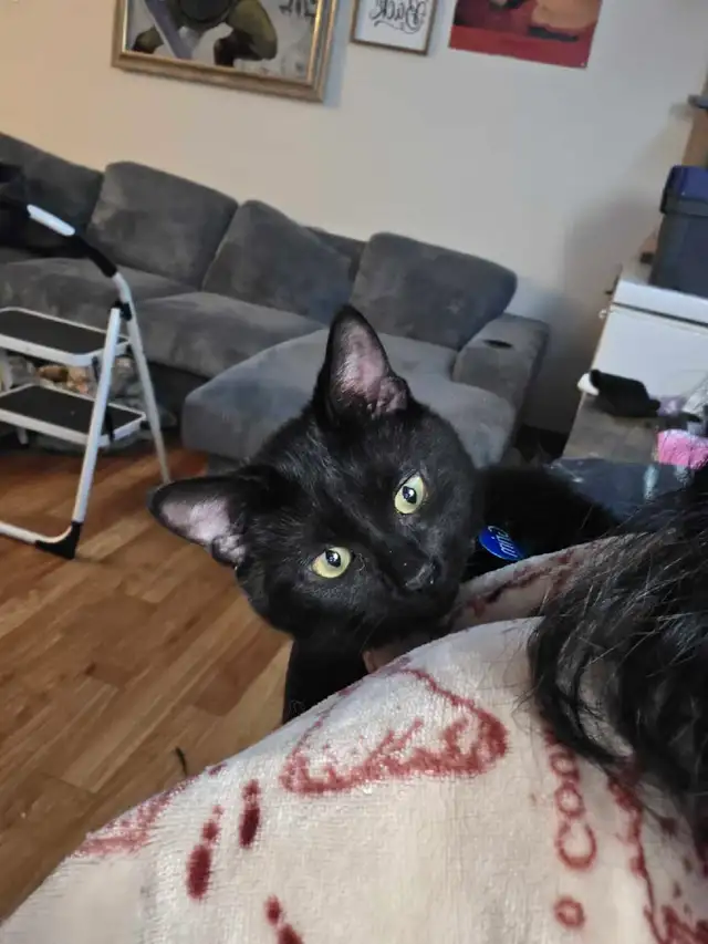 free male kitten - Photo 5