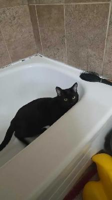 free male kitten - Photo 6