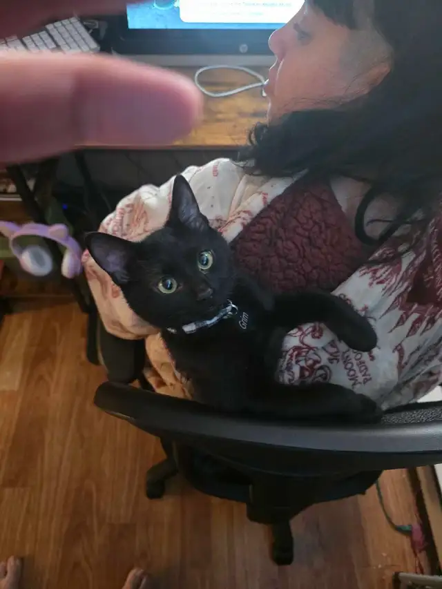 free male kitten - Photo 7