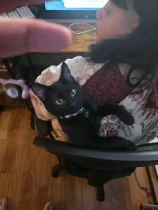 free male kitten - Photo 7