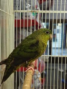 linealated parakeet - Photo 2