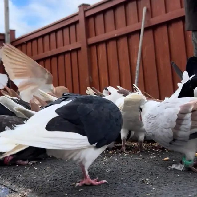 Afghan Pigeon For Sale - Photo 2