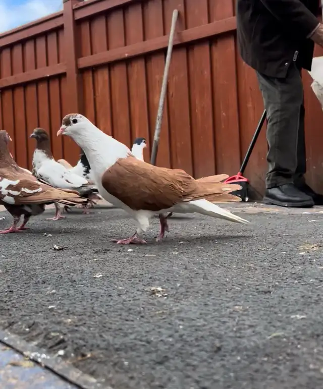 Afghan Pigeon For Sale - Photo 3