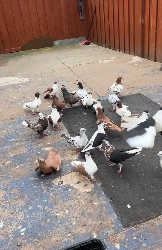 Afghan Pigeon For Sale - Photo 4