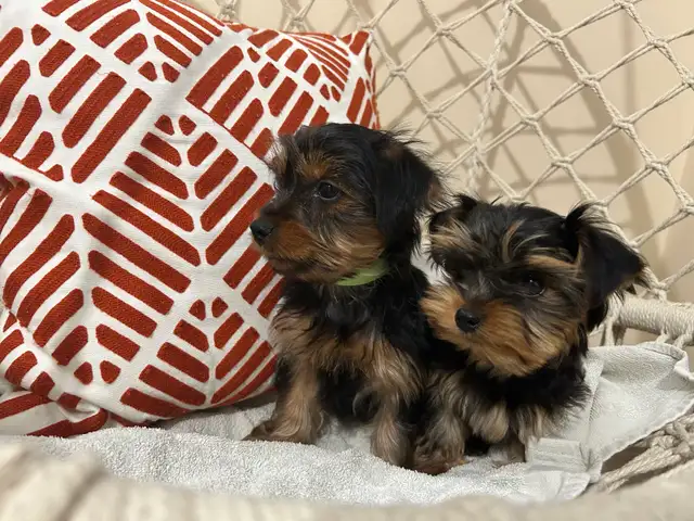 Teacup Yorkshire Terrier