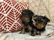 Teacup Yorkshire Terrier