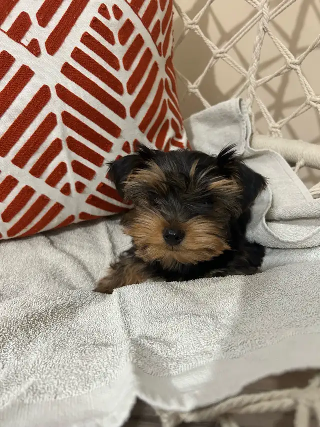 Teacup Yorkshire Terrier - Photo 2