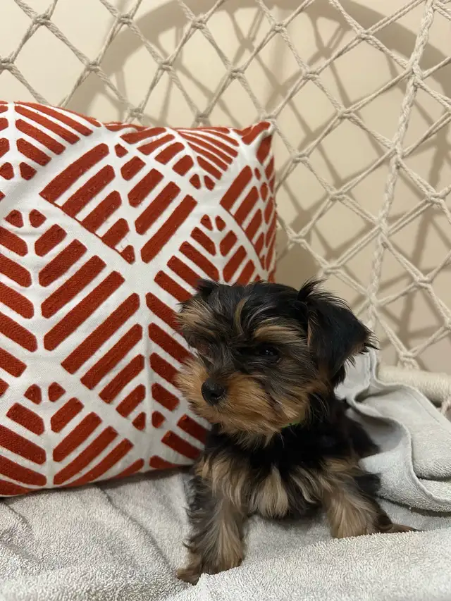 Teacup Yorkshire Terrier - Photo 3