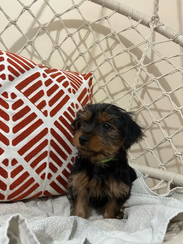Teacup Yorkshire Terrier - Photo 4