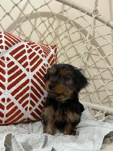 Teacup Yorkshire Terrier - Photo 4