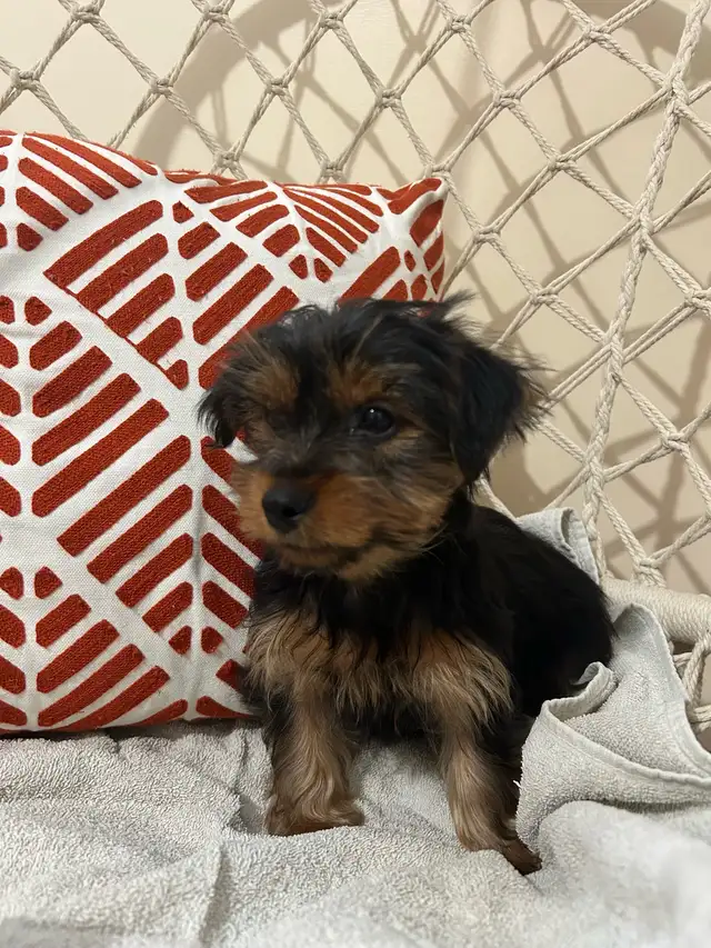 Teacup Yorkshire Terrier - Photo 5