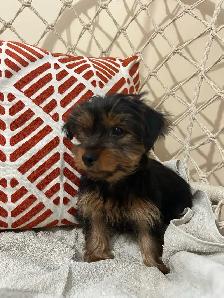 Teacup Yorkshire Terrier - Photo 5