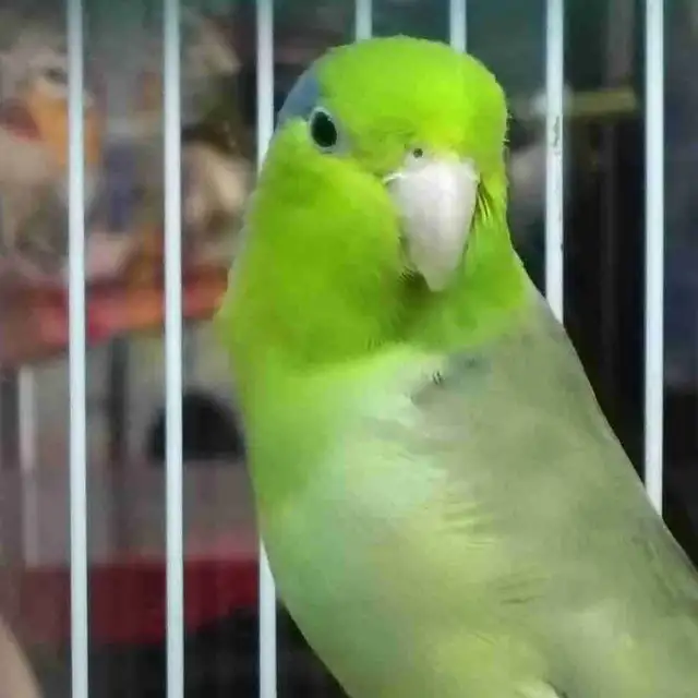 baby Pacific parrotlet