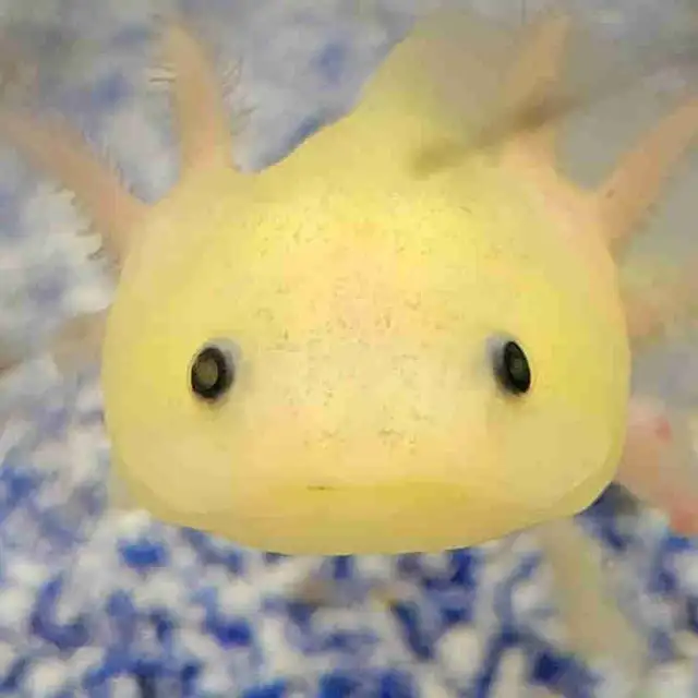 baby axolotls