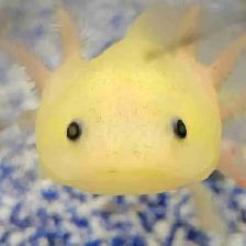 baby axolotls