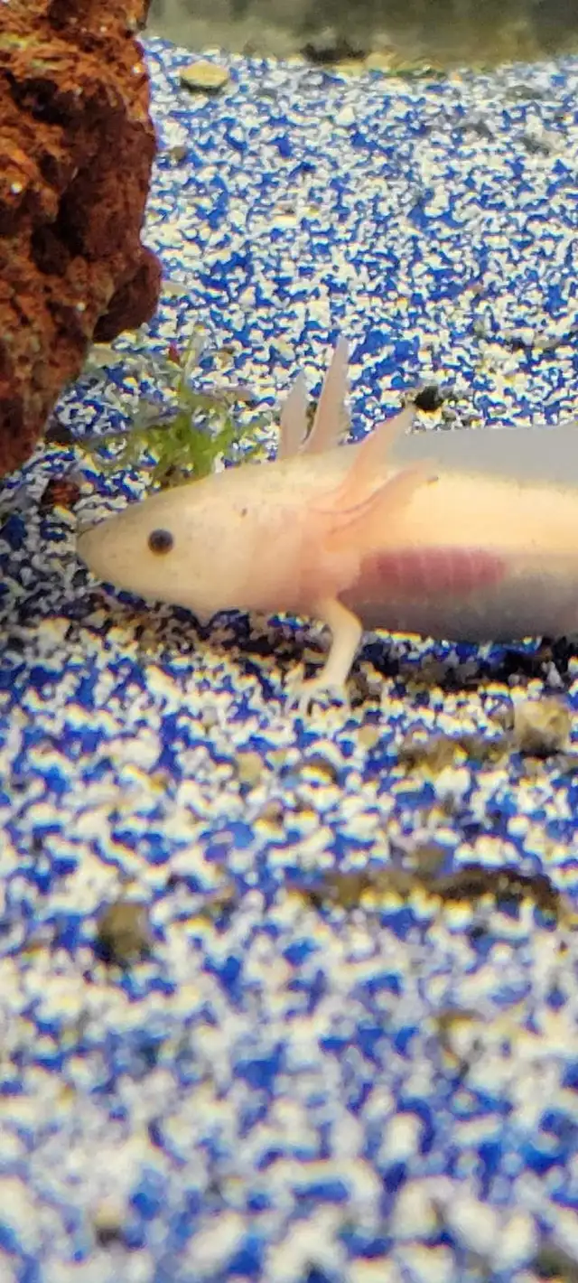 baby axolotls - Photo 3