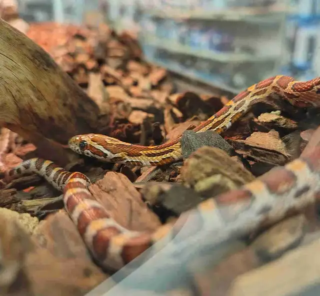 baby corn snake