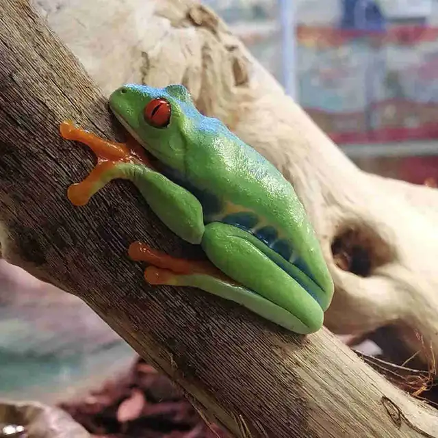 baby red eye tree frogs