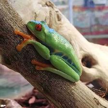 baby red eye tree frogs