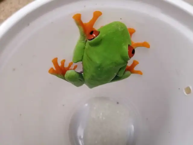 baby red eye tree frogs - Photo 2