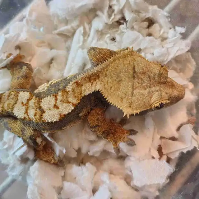 baby crested geckos