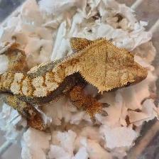 baby crested geckos
