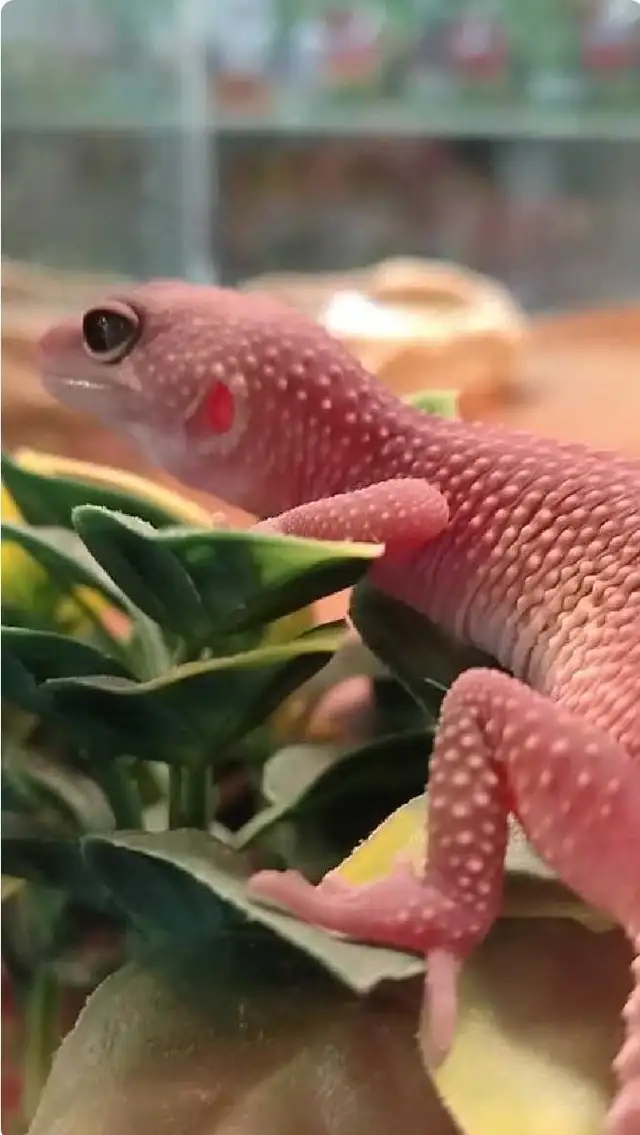 baby leopard geckos - Photo 2