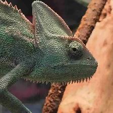 female veiled chameleon
