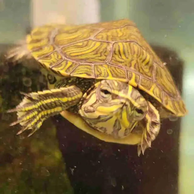 baby yellow belly cooter turtles