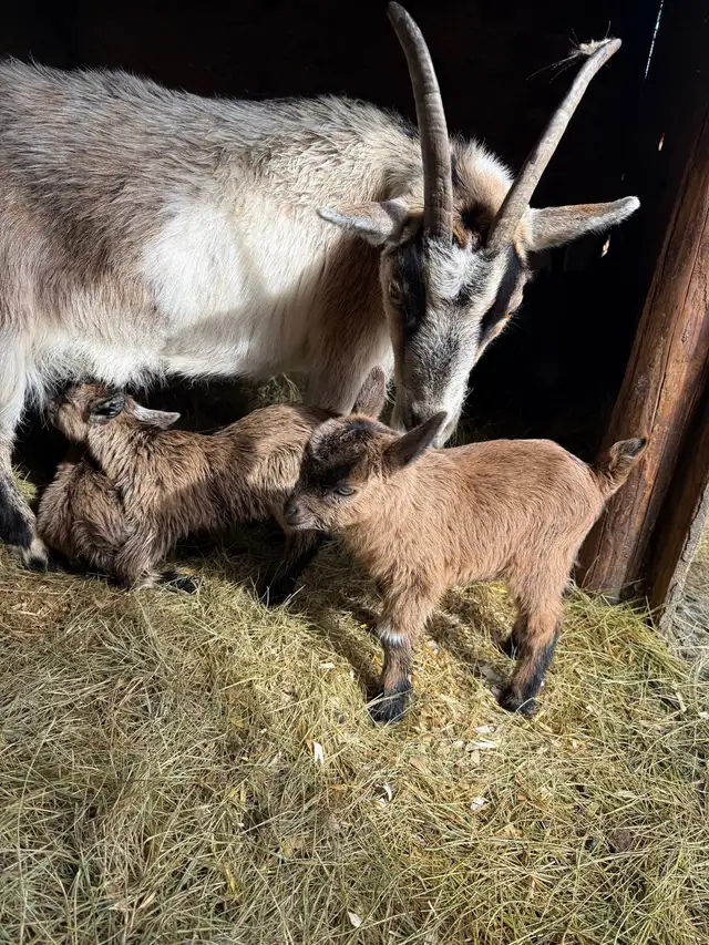 Dwarf Nigerian goats