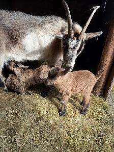 Dwarf Nigerian goats