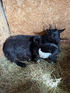 Dwarf Nigerian goats - Photo 2