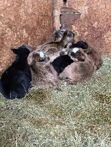 Dwarf Nigerian goats - Photo 3