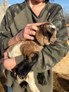 Dwarf Nigerian goats - Photo 4