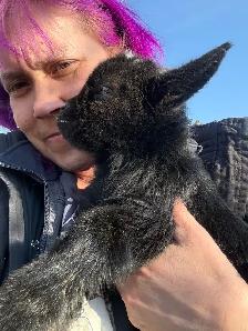 Dwarf Nigerian goats - Photo 5