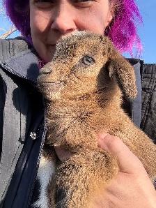 Dwarf Nigerian goats - Photo 6