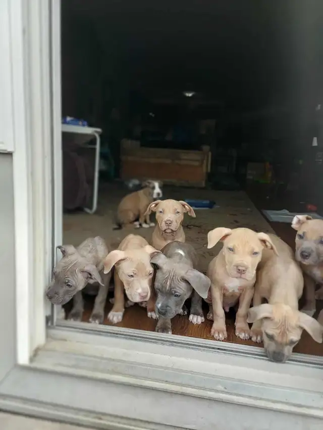PUPPIES READY FOR HOMES!